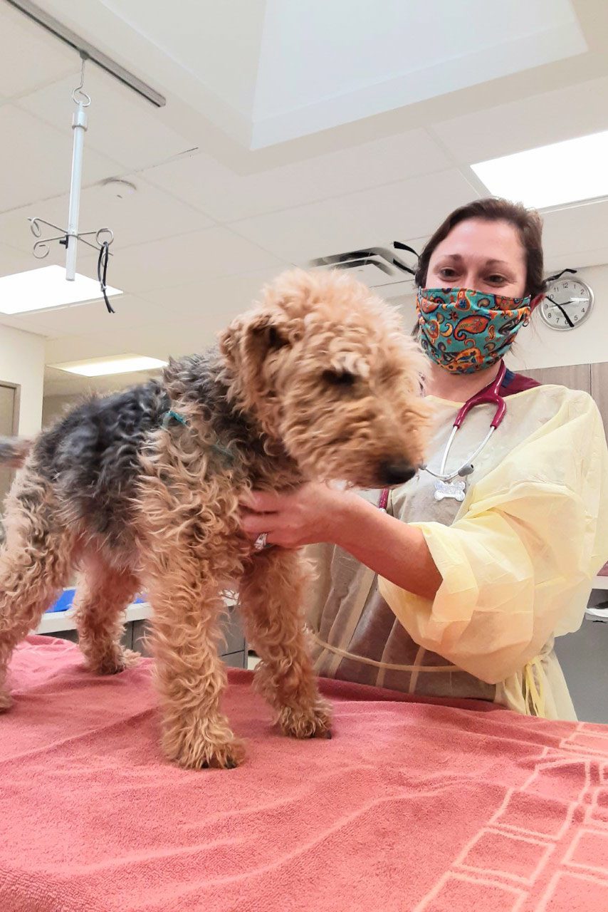 A vet in a yellow gown examines a curly haired dog.