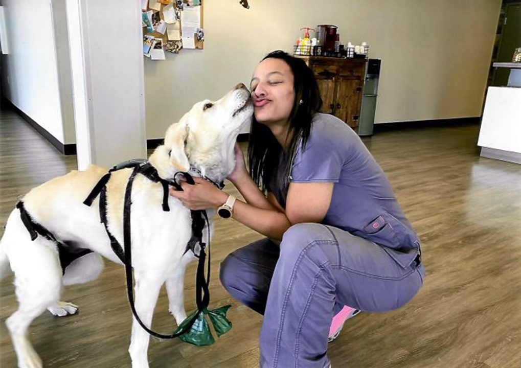 A vet tech gets a smooch from a yellow labrador retriever