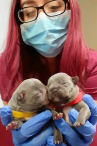 A technician with long pink hair holds two tiny puppies.