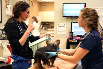 Two veterinarians examine a small puppy in a veterinary hospital.