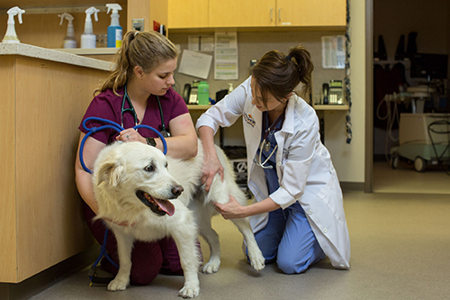 A veterinarian examines a white labrador retriever while a vet tech helps.