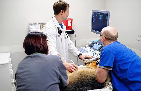 A veterinarian scans a german shepherd using ultrasound while two vet techs assist.