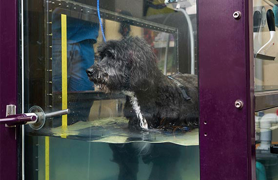 A black shaggy dog stands half submerged in an underwater treadmill during rehabilitation.