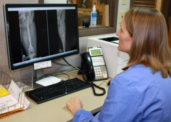 A radiologist examines x-rays of a pet on a computer.