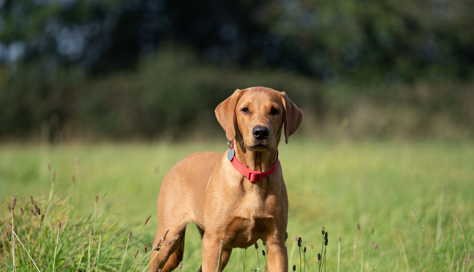 A red labrador retriever stands alert in a patch of grass