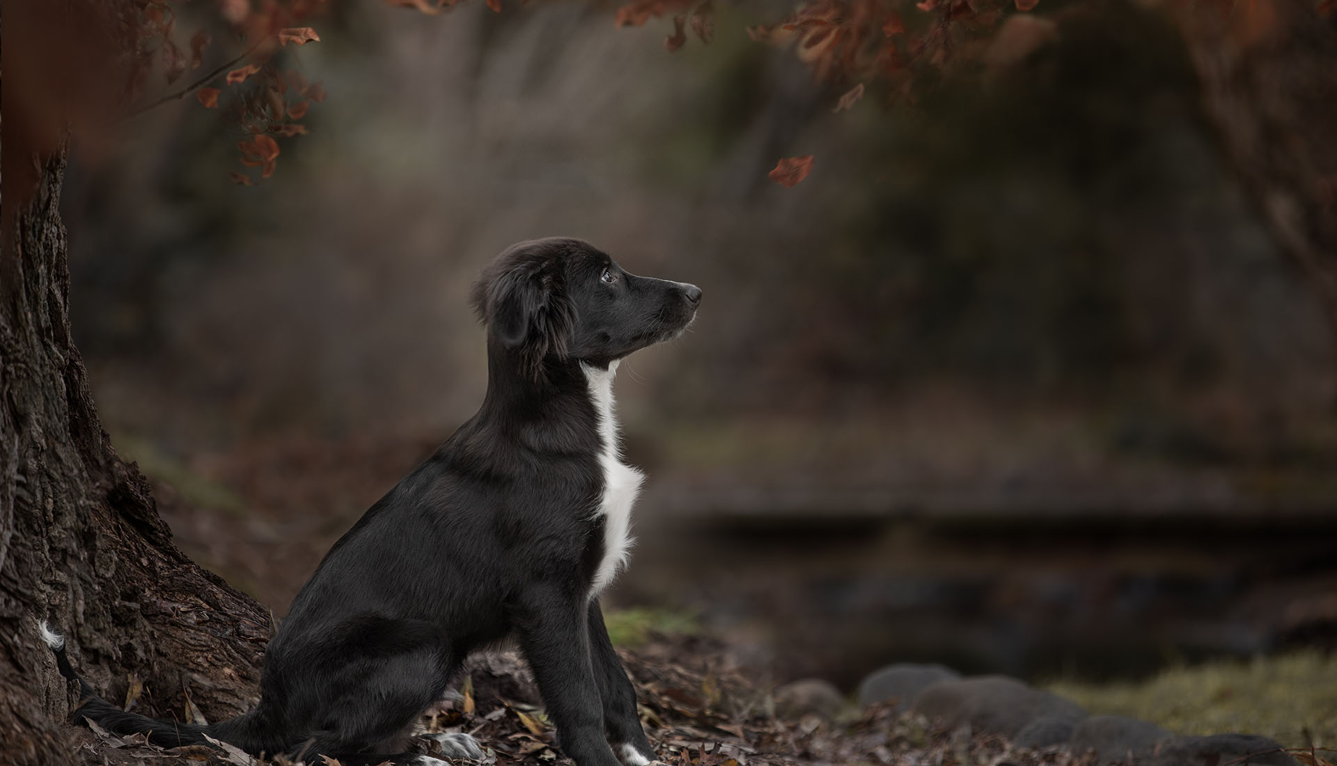 A border collie puppy sits in a pile of leaves