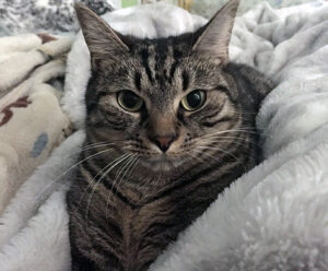 A tabby cat lays among white blankets