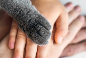 Hands stacked with a cat's paw on top