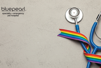 The pride ribbon is wrapped around a stethoscope.