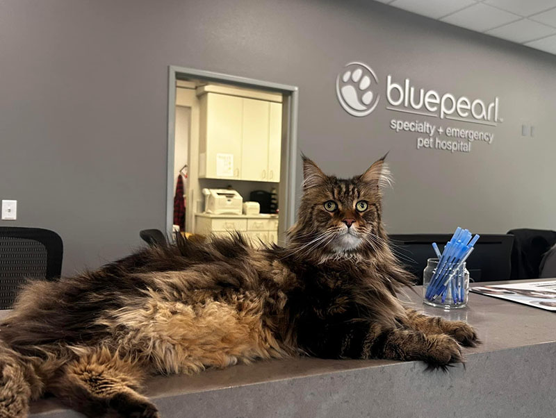 A cat on the counter at the BluePearl Pet Hospital in Reno, NV.