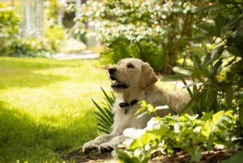 Yellow labrador dog lying in garden
