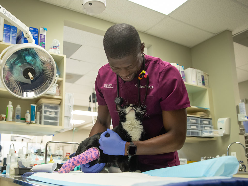 A BluePearl vet smiles and looks at a cat he is cradling in him arms during an exam.