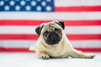 Pug with US flag