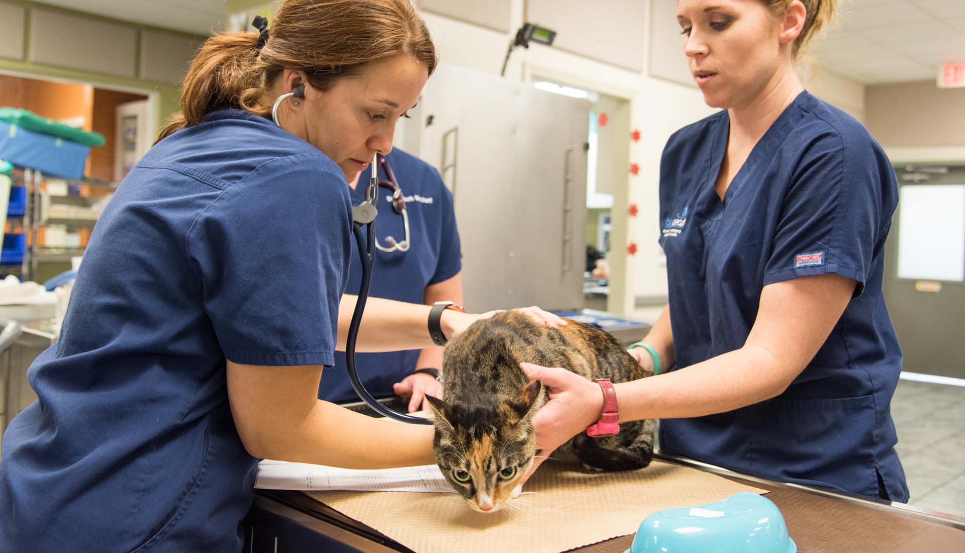 One Cat’s Journey from Trauma to Recovery - BluePearl Pet Hospital