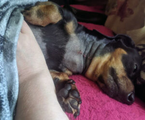 A black and brown dachshund lays on its back showing its surgical scar