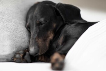 A black and brown dachshunds snuggles against a pillow