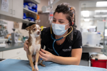Vet tech leans over with small dog