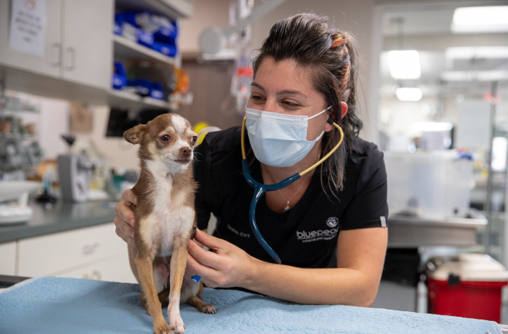 BluePearl Pet Hospital Announces Multi-Year Investments to Empower its ...