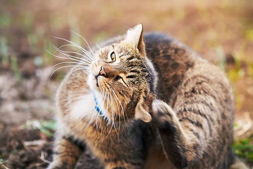A cat scratching its ear