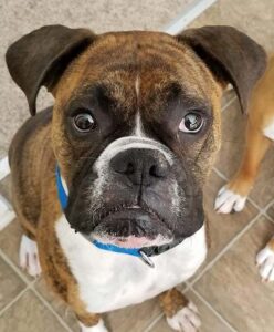 Atticus the Boxer dog looks sweetly into the camera