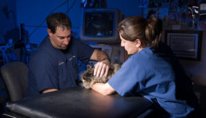 veterinarian and vet tech with patient