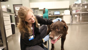 A BluePearl vet crouches to examine a patient.