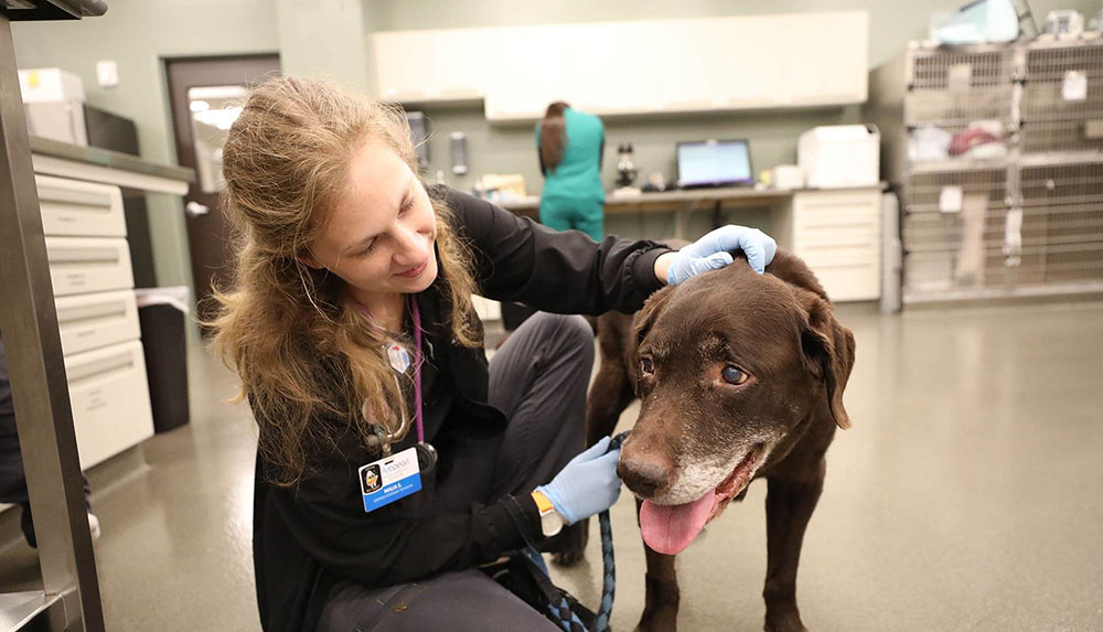 Veterinarian with brown dog