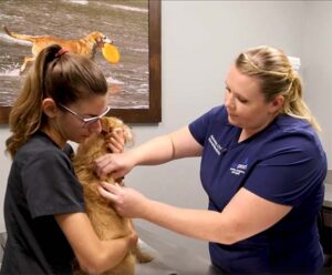 Two people administer insulin to a dog