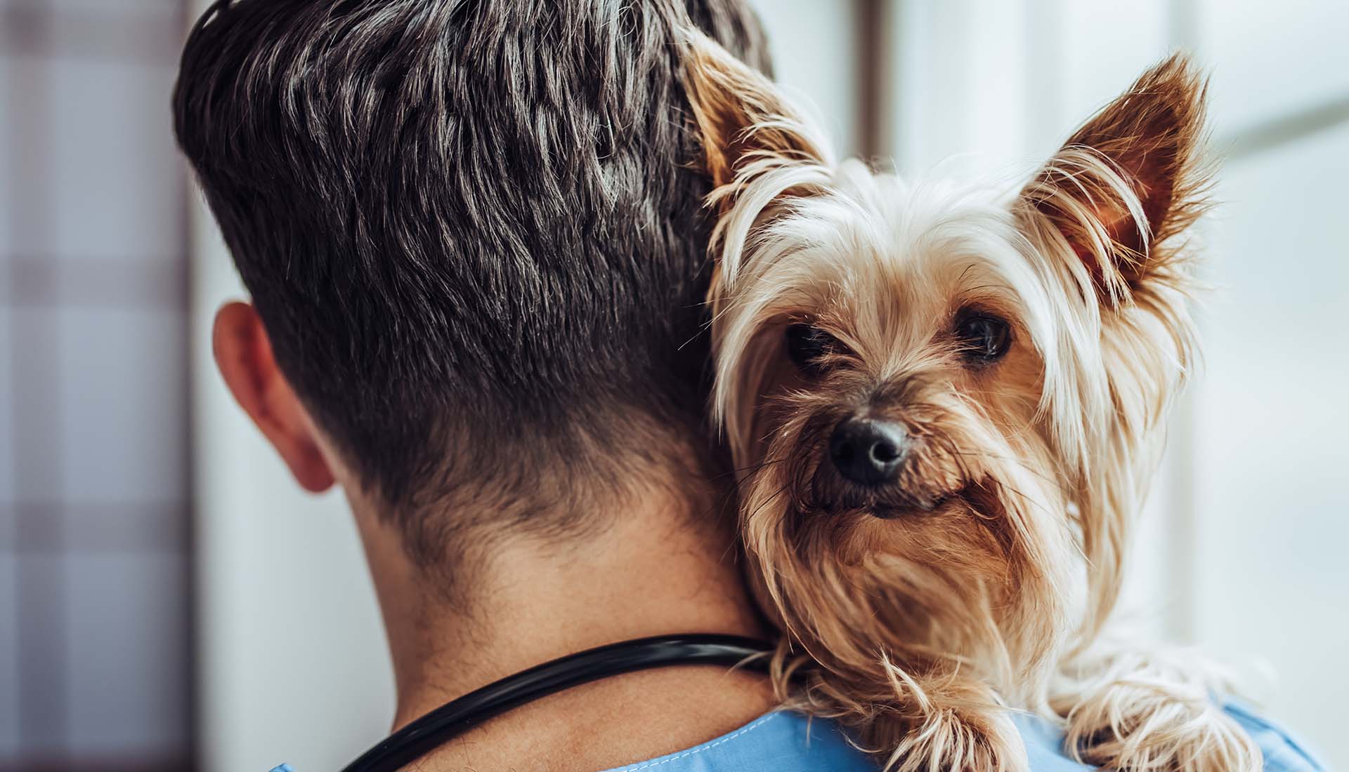 A veterinarian holds a Yorkie dog on his shoulder.