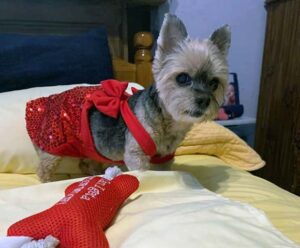 A Yorkie wears a red costume.