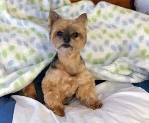 A Yorkie dog sits partially under a blanket.