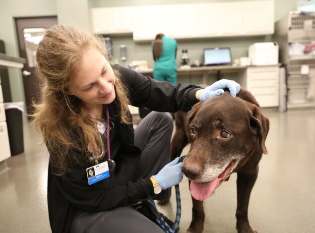 A senior dog is examined by a veterinary professional.