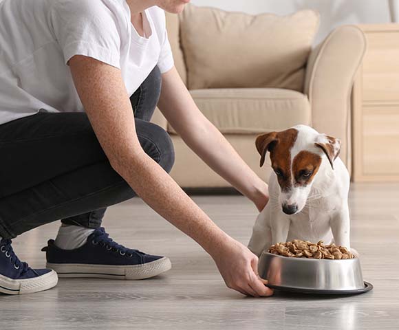 Certified pet clearance nutritionist