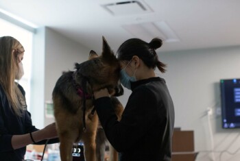 A veterinarian touches foreheads with a German Shepherd dog.