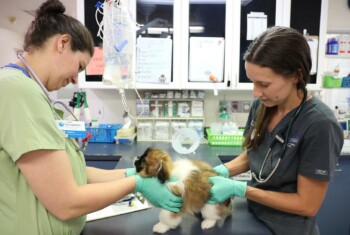 Two vets examine a puppy.