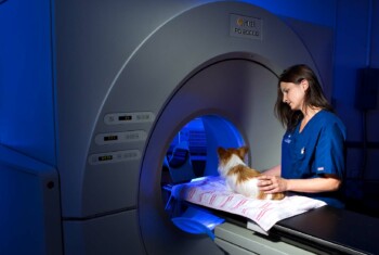 A dog is prepared for a CT scan.