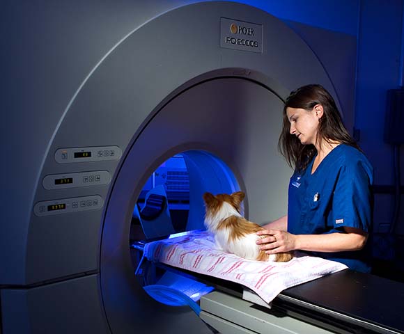 A dog is prepared for a CT scan.