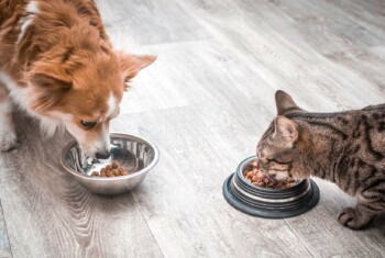 A dog and a cat eat from food bowls.