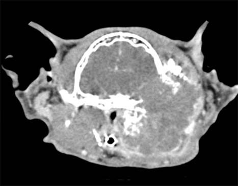 A CT scan of a cat's head