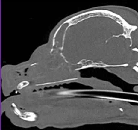 A CT scan image of an animal's skull