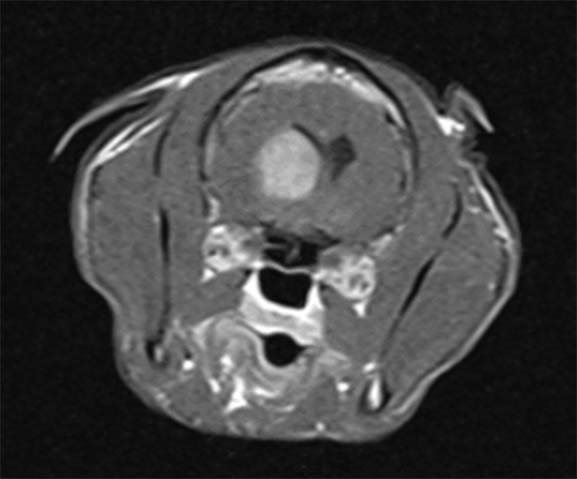 An MRI scan of a cat's skull.