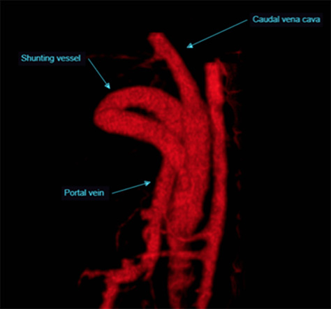 A 3-d rendered shunt in a canine.