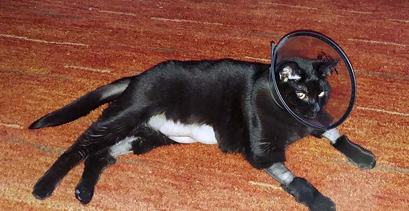 A black cat with yellow eyes wearing a cone lays on a wood floor