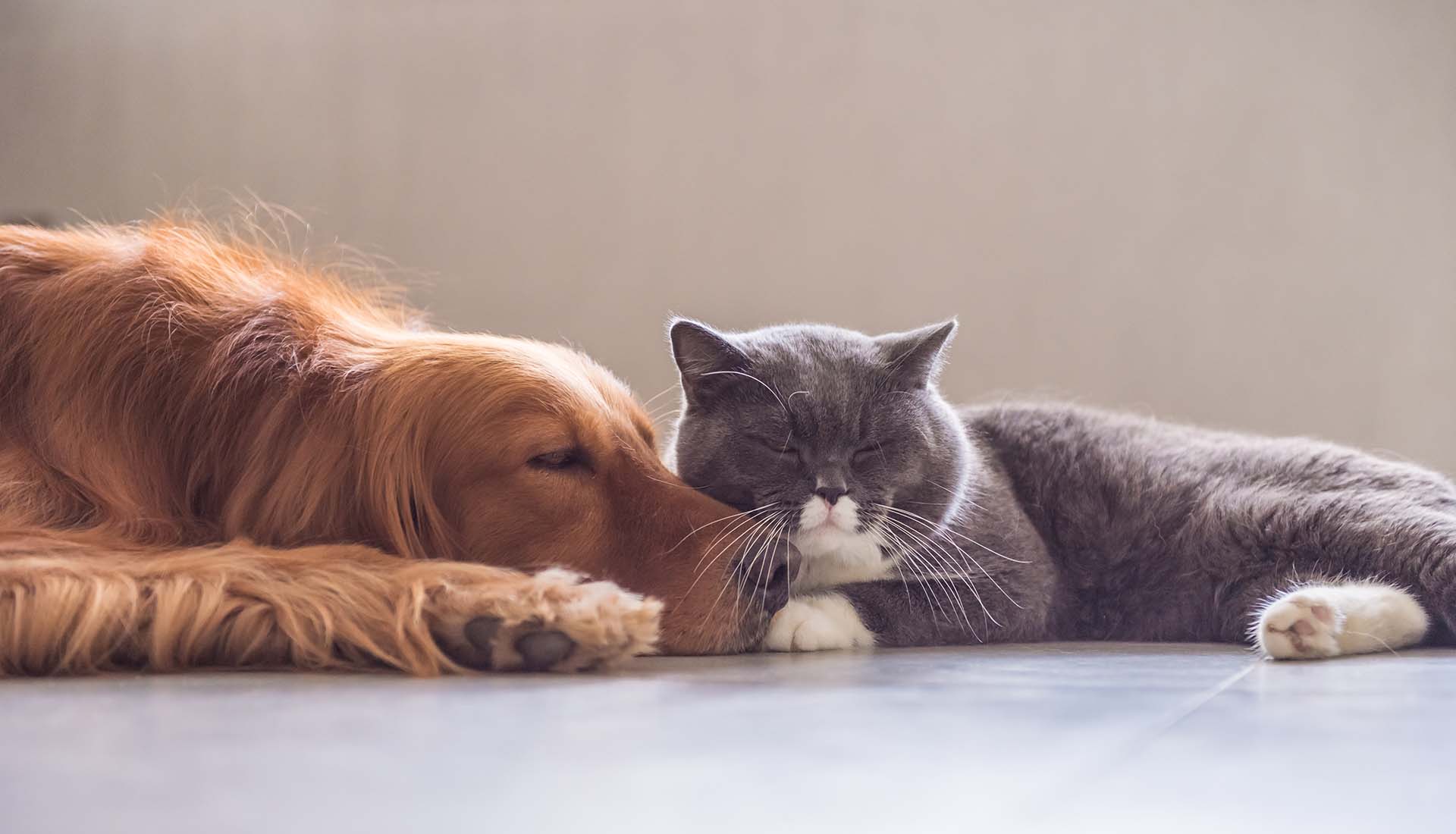 A golden retriever and a gray and white cat lay on the floor together