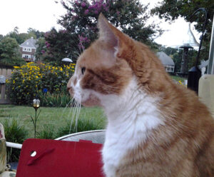 An orange and white cat in profile