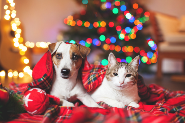 Dog and cat snuggle under christmas blanket