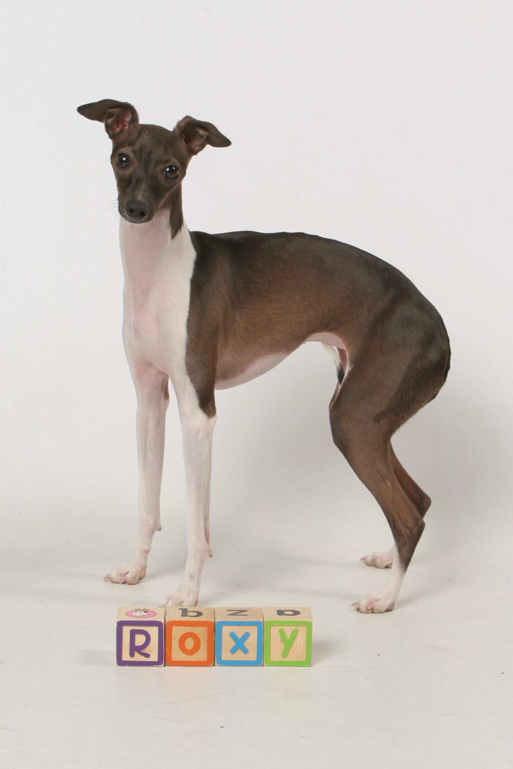 Italian Greyhound poses above name, Roxy