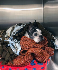 A black and white dog in a kennel bundled up in many blankets