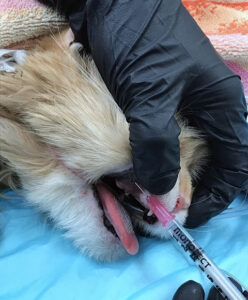 A close-up of a cat's mouth receiving an injection