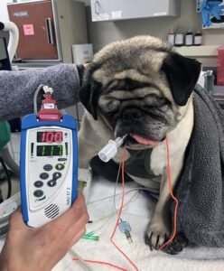 A senior pug sitting connected to a machine with a readout